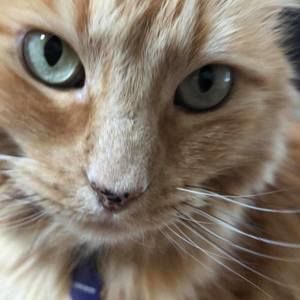 Meet your Posher, Roxann